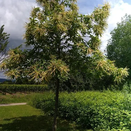 Lägenhet Kakteengarten *