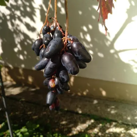 Kakteengarten Appartement