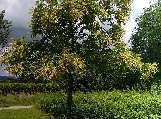 公寓 Kakteengarten *